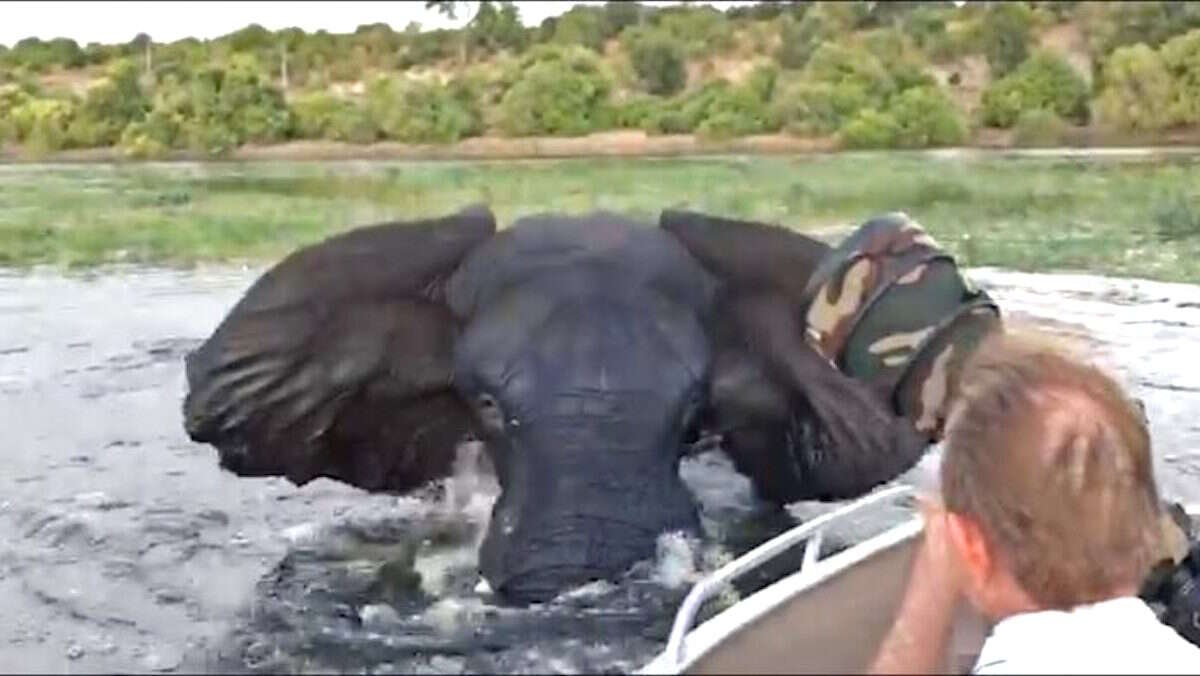 Wild elephant in Botswana charges boat