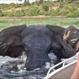 Swimming African elephant charges boat full of tourists
