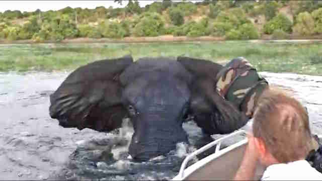 博茨瓦纳的野生大象收费船