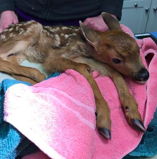 fawn baby deer rescue 