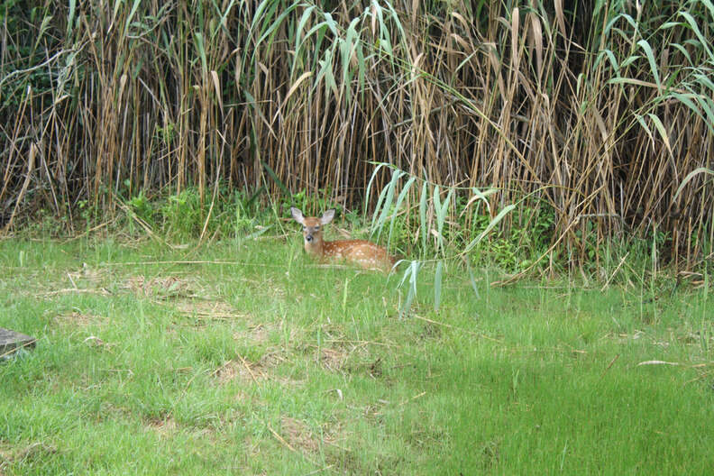 deer rescue baby