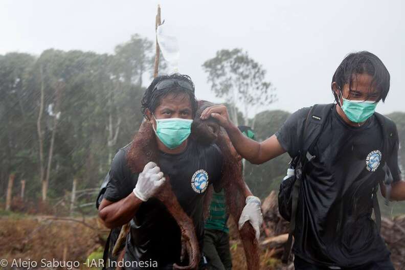 Orangutan Tries To Fight Bulldozer As It Destroys His Forest Home - The Dodo