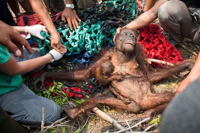 orangutan rescue indonesia