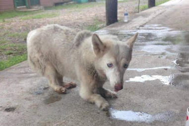 Lucky the husky crawling on the ground