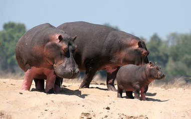 Hippo family in Zambia, Africa