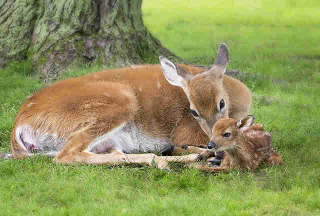 Image result for deer with baby