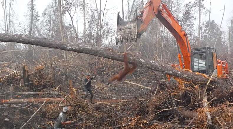 orangutan bulldozer indonesia
