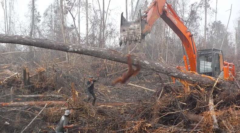 Orangutan Tries To Fight Bulldozer As It Destroys His Forest Home - The Dodo