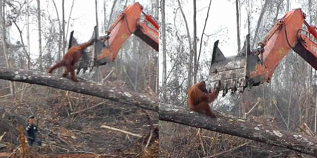 Orangutan Tries To Fight Bulldozer As It Destroys His Forest Home - The Dodo