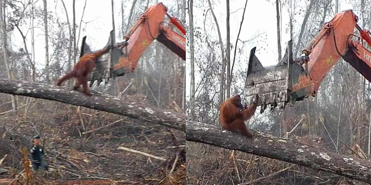 Orangutan Tries To Fight Bulldozer As It Destroys His Forest Home - The