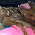 deer rescue fawn risks