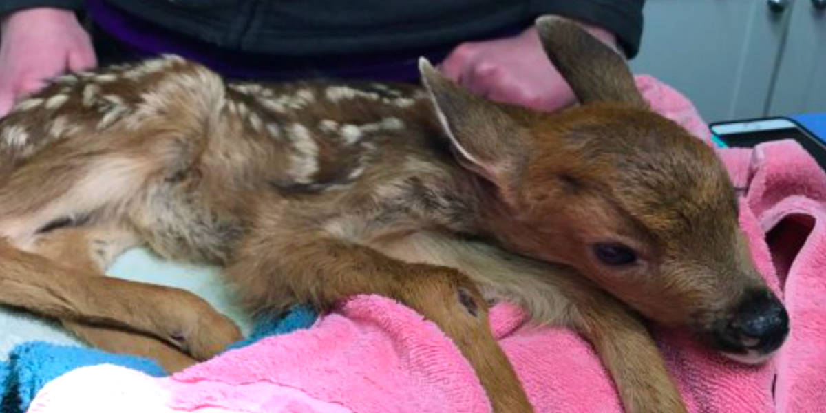 Baby deer hot sale rescue near me