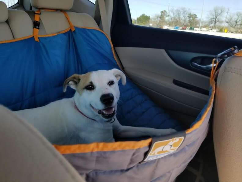 Dog in bed inside car