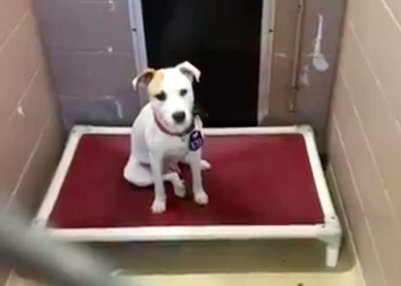 Young dog sitting on bed in shelter kennel