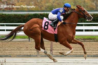 What Happens To Racehorses After They Retire The Dodo