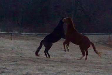 Groomedforvictory playing in a field