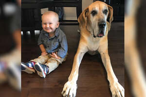 Massive Dog Takes Care Of His Favorite Little Boy