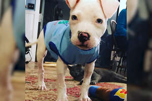 Puppy Grows Up Strong In A House Full Of Special Needs Pit Bulls