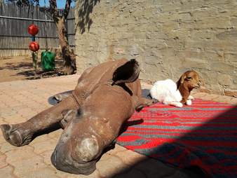 Orphaned rhino and his lamb friend