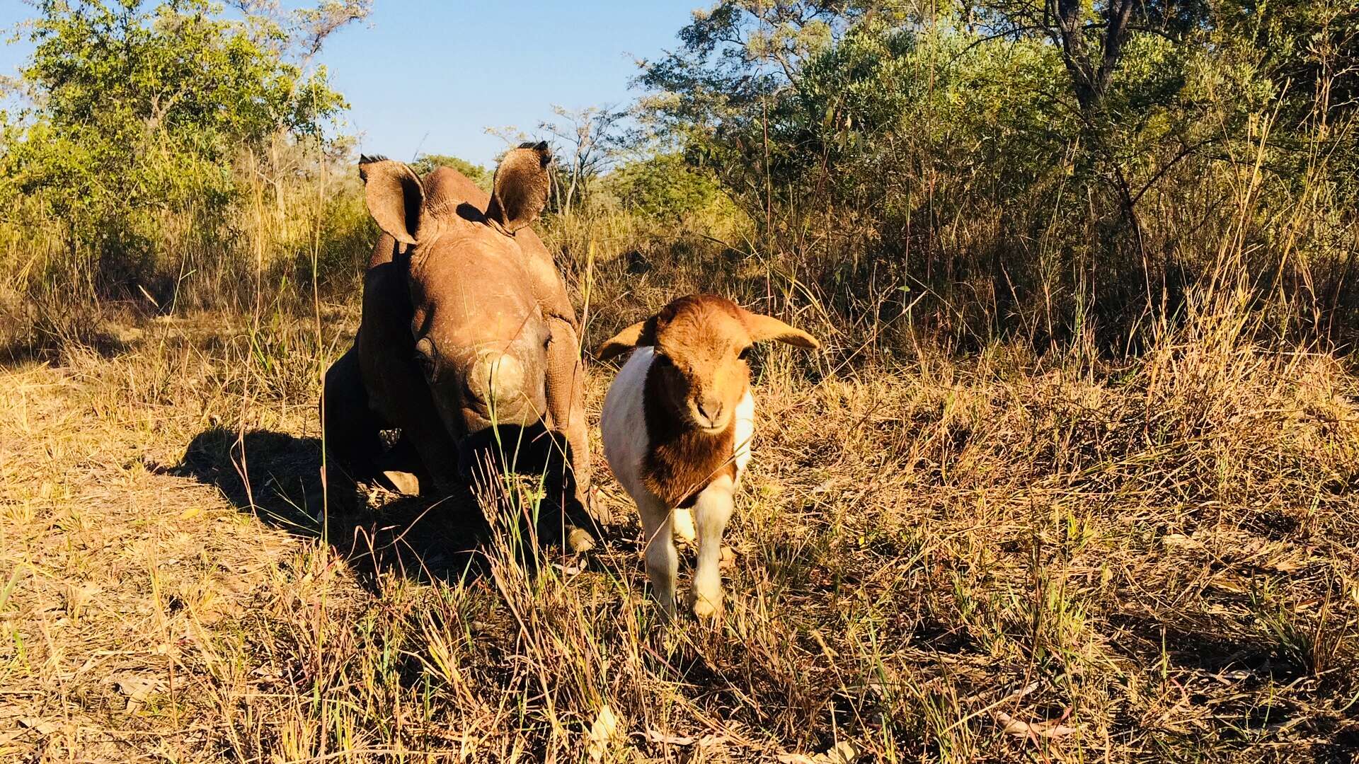 Baby rhino and lamb friend in South Africa