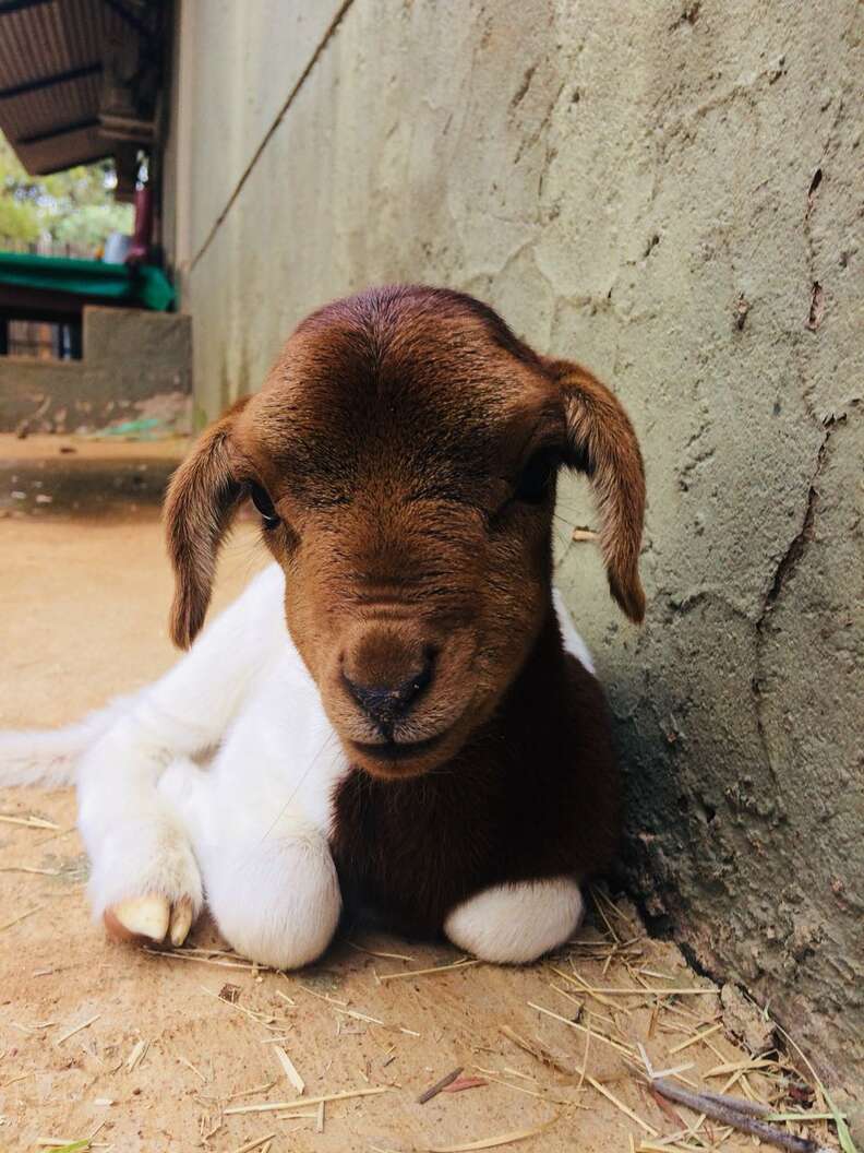 Little lamb who lost her mom in South Africa