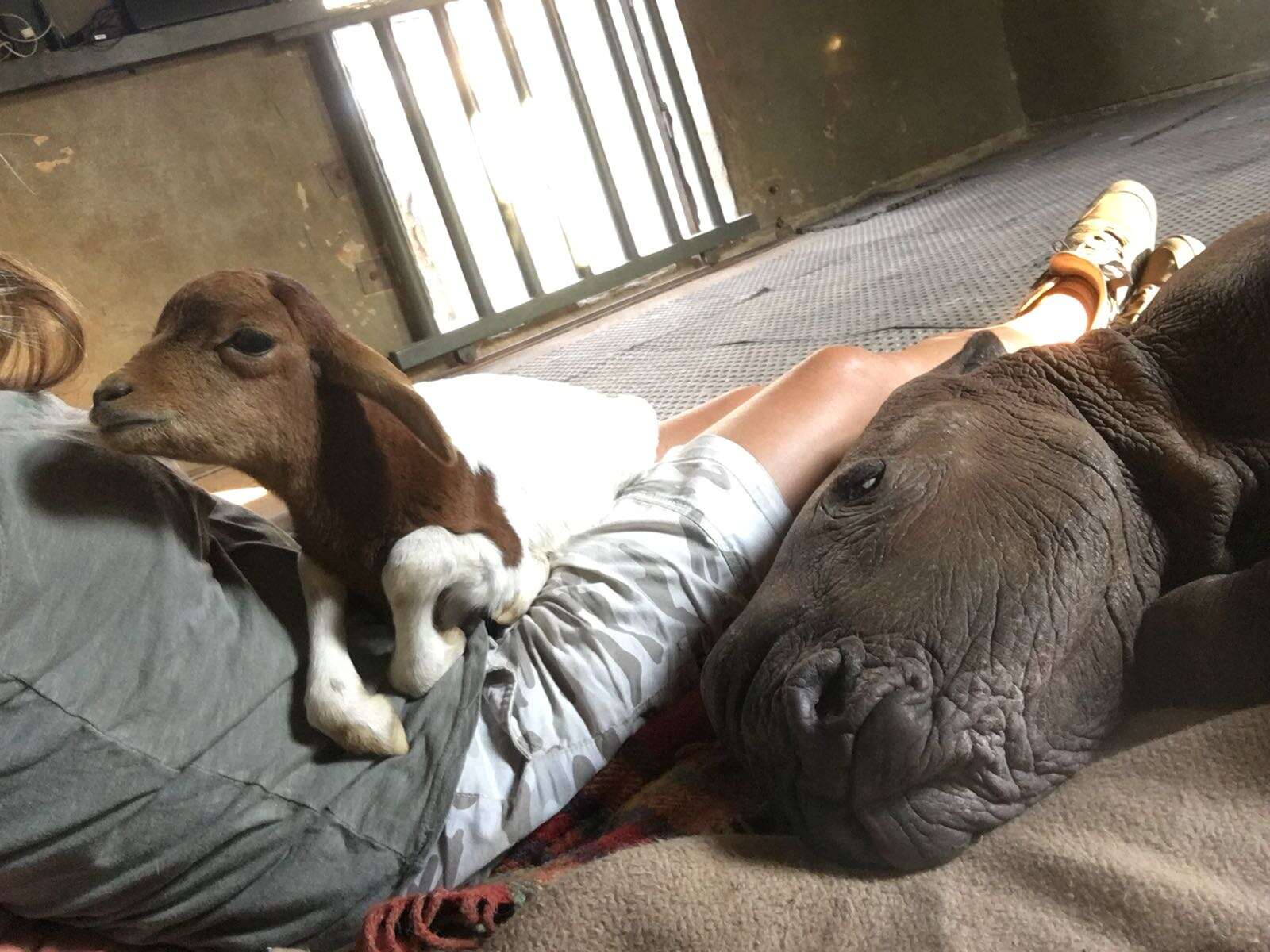 Orphaned rhino and lamb bond at South Africa sanctuary