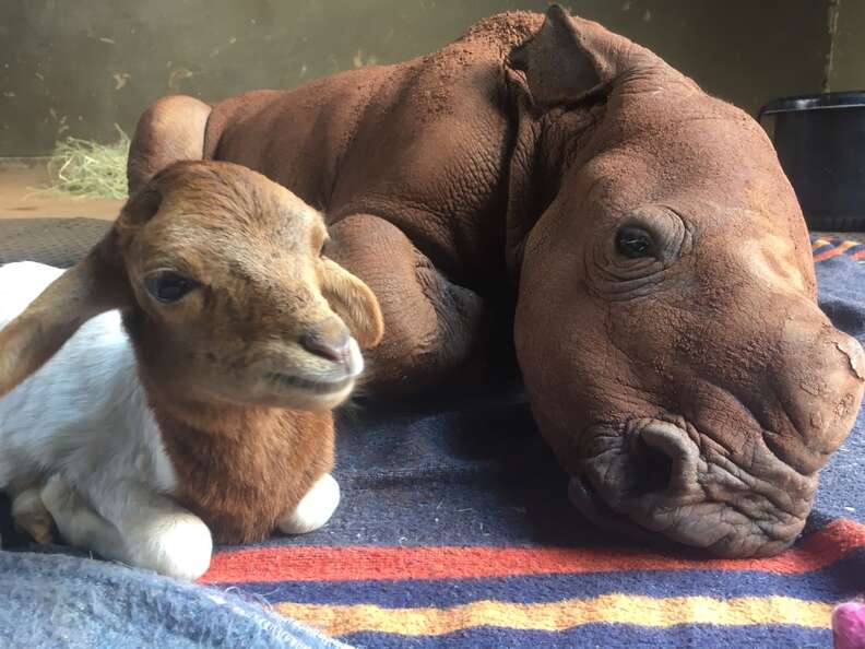Lamb with orphaned rhino at sanctuary