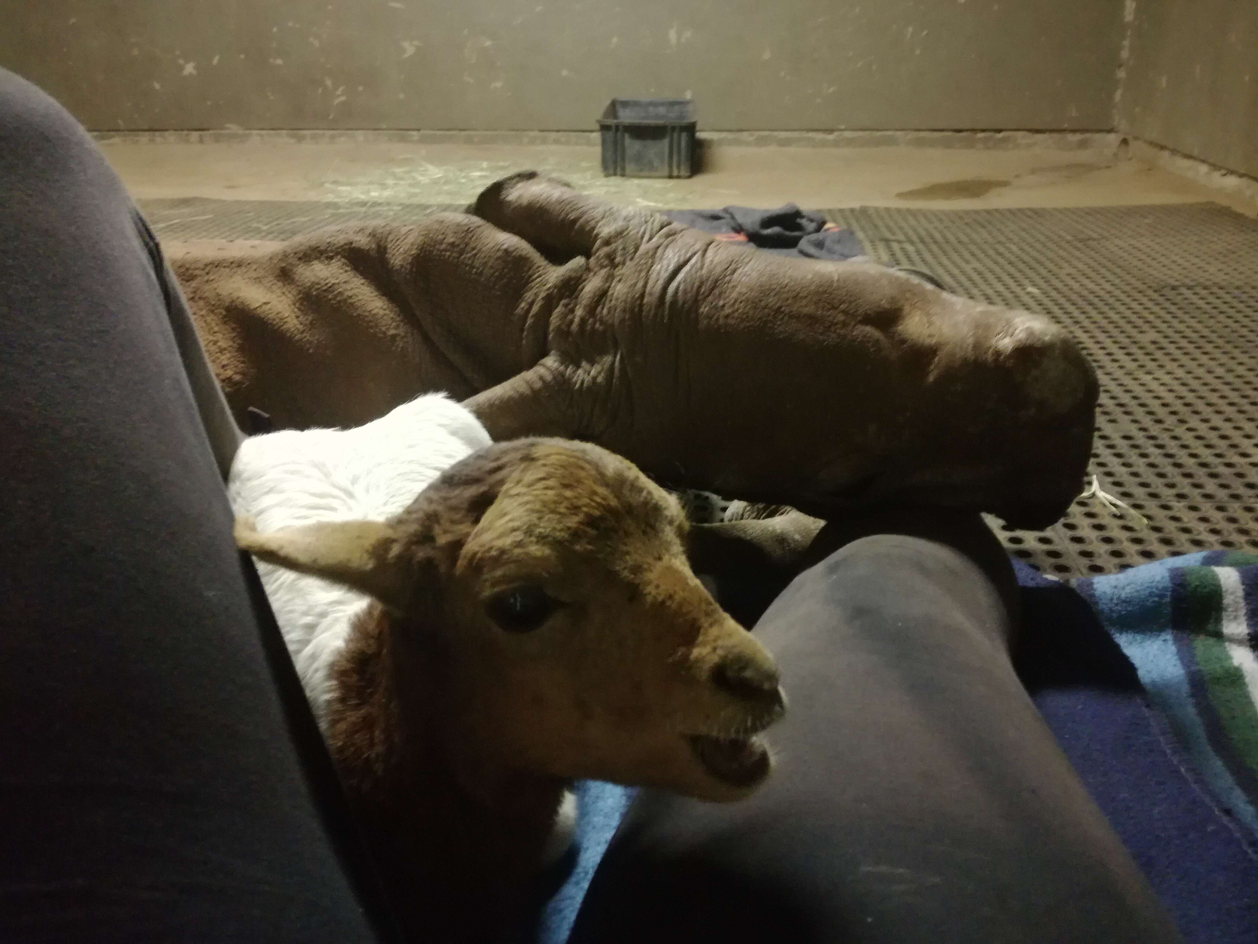 Orphaned rhino with his lamb friend at South Africa sanctuary