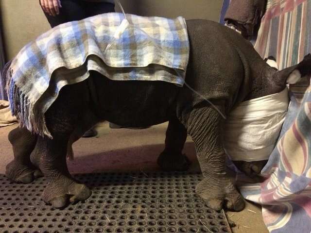 Rhino orphaned by poachers in South Africa