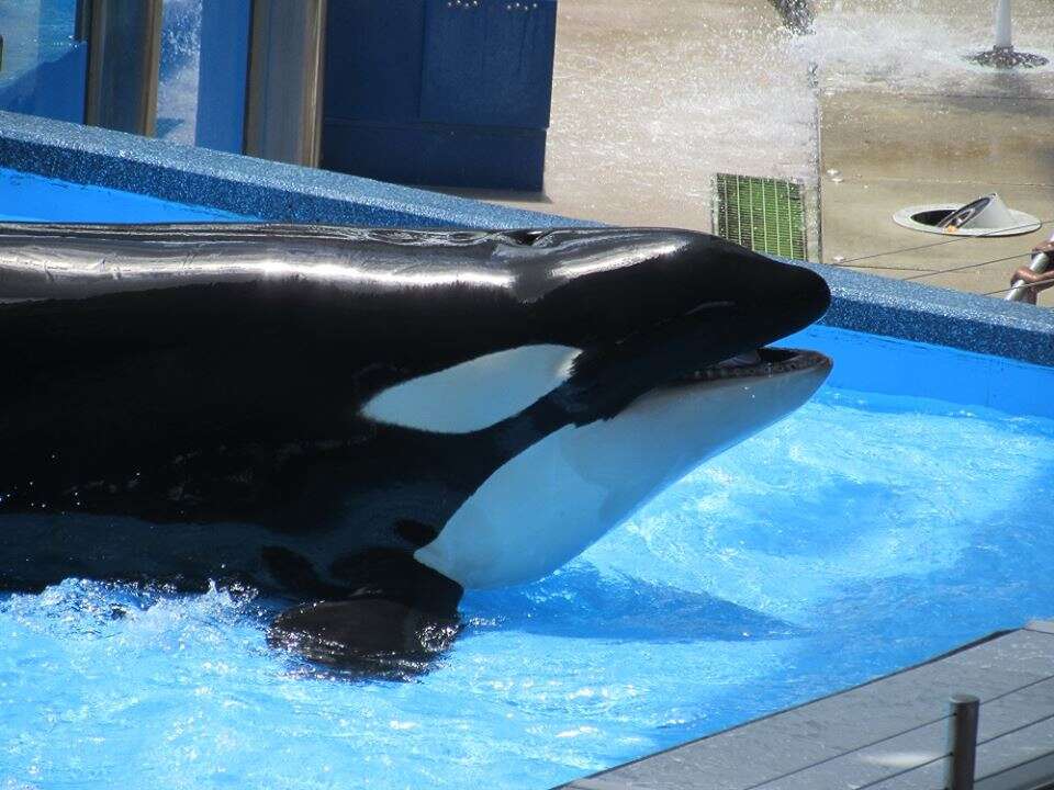 Captive orca with discoloration of skin