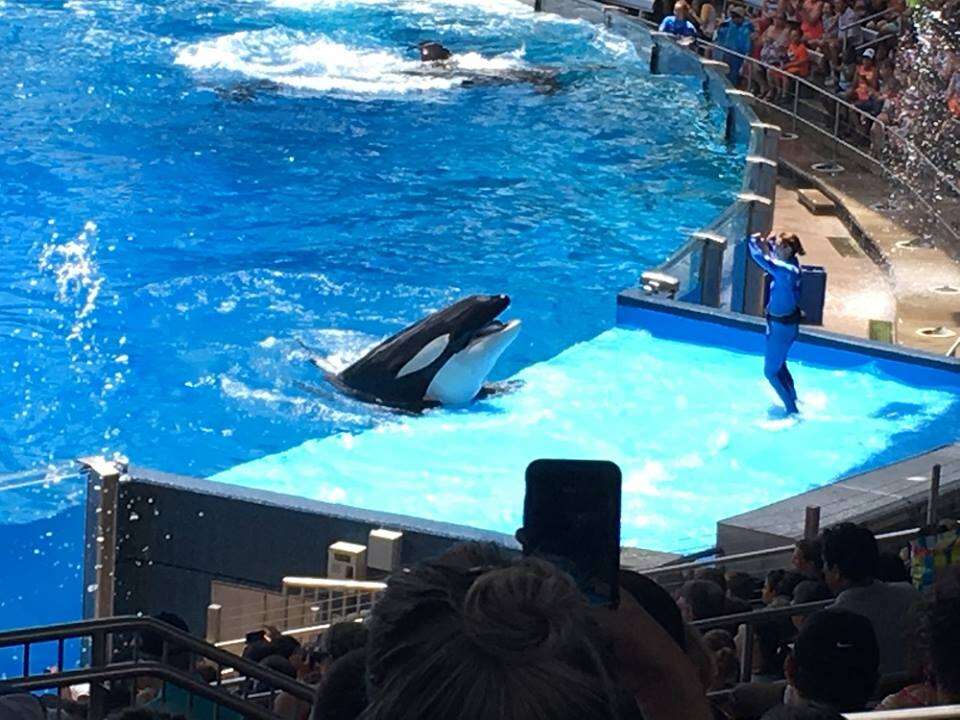 Captive orca performing in a show