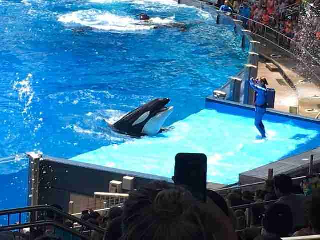 SeaWorld Orca Who Injured Dorsal Fin Likely Has Permanent Damage - The Dodo