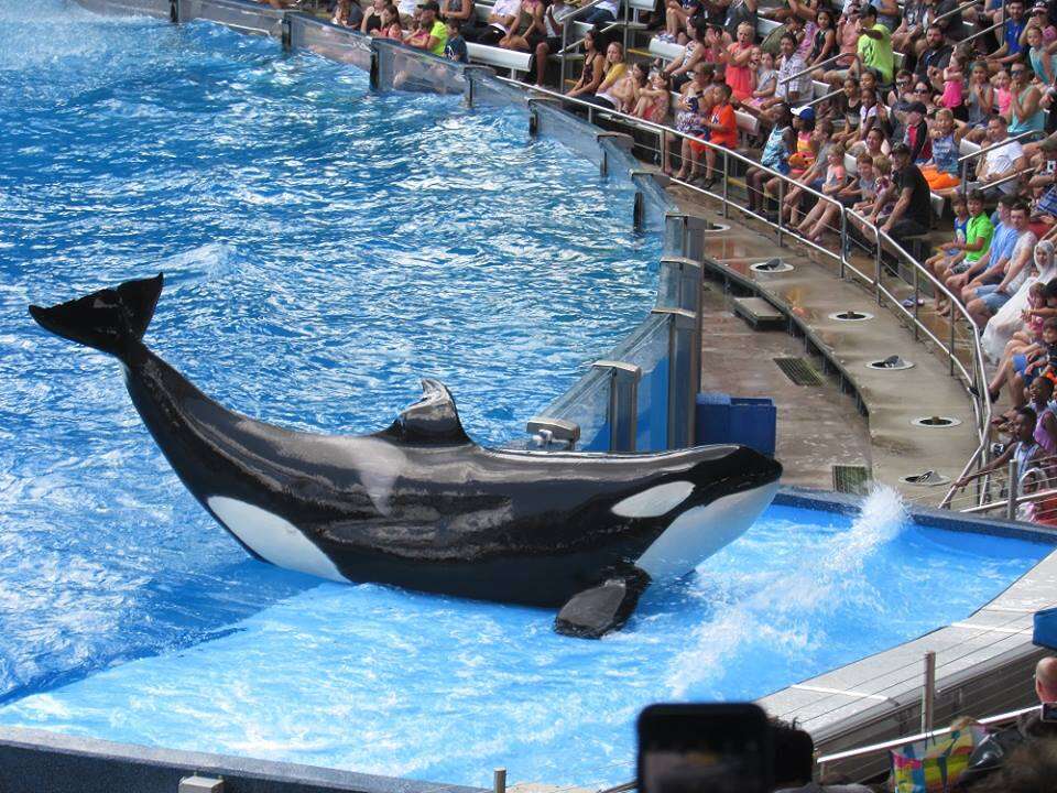 Captive orca with injured dorsal fin being forced to perfom