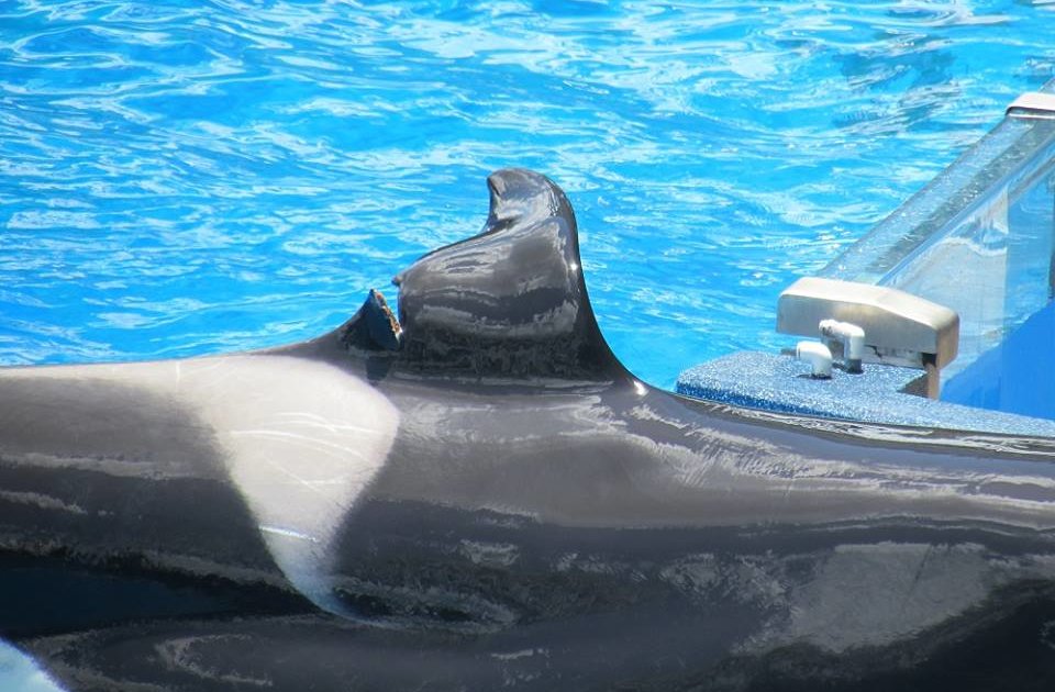 SeaWorld Orca Who Injured Dorsal Fin Likely Has Permanent Damage The Dodo