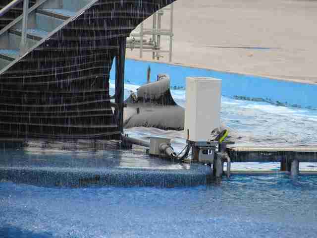 SeaWorld Orca Who Injured Dorsal Fin Likely Has Permanent Damage - The Dodo