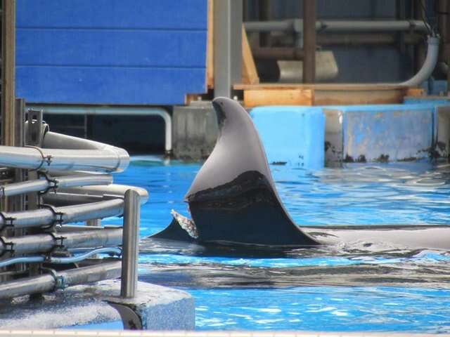 Injured dorsal fin of captive orca