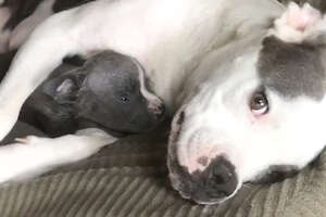 Family Drives Across The Country To Adopt This Mama Pit Bull 