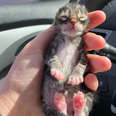 Newborn Kitten Who Was Frozen Solid Grows Up To Be Strong And Feisty