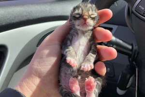 Newborn Kitten Who Was Frozen Solid Grows Up To Be Strong And Feisty
