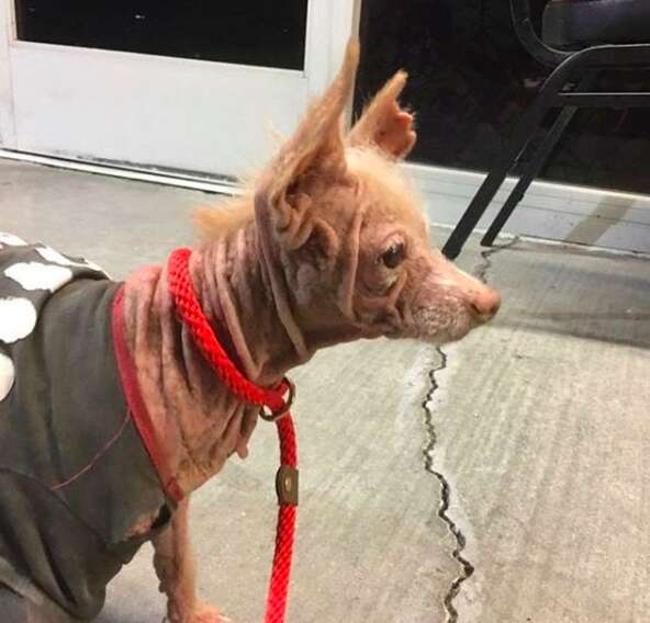 bald mystery dog
