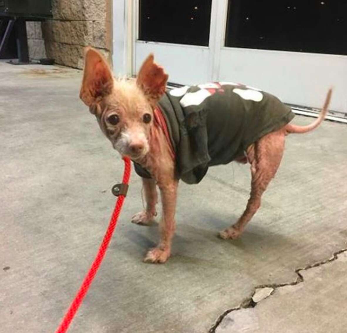 Rescue Dog Is Mostly Bald And No One Knows Why - The Dodo