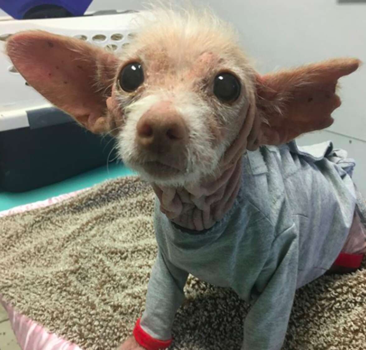 Rescue Dog Is Mostly Bald And No One Knows Why - The Dodo
