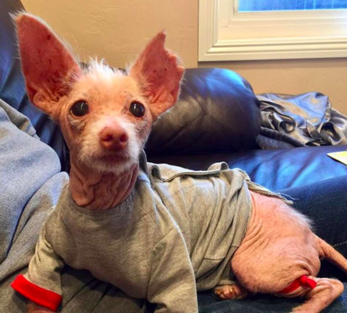 Rescue Dog Is Mostly Bald And No One Knows Why - The Dodo