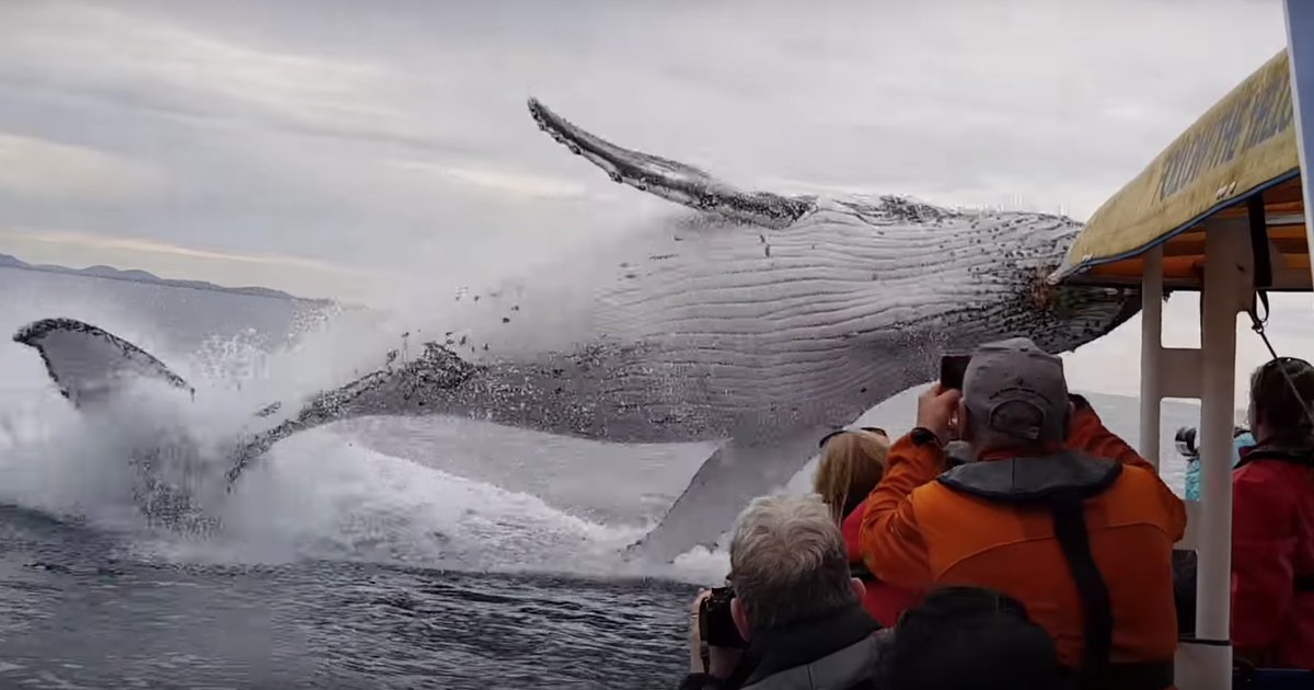 Whale Jumps Out of Water and Soaks a Boat of Whale Watchers - Thrillist