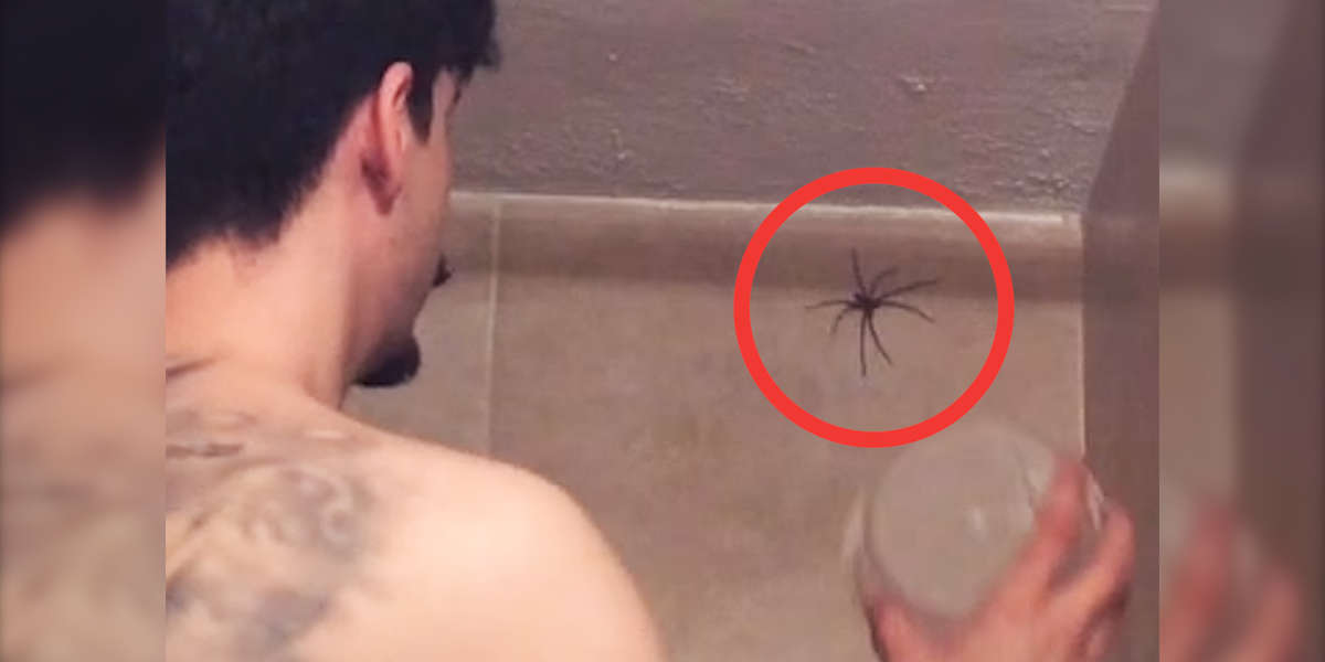 People Rescue Spiders From Their Homes - Videos - The Dodo