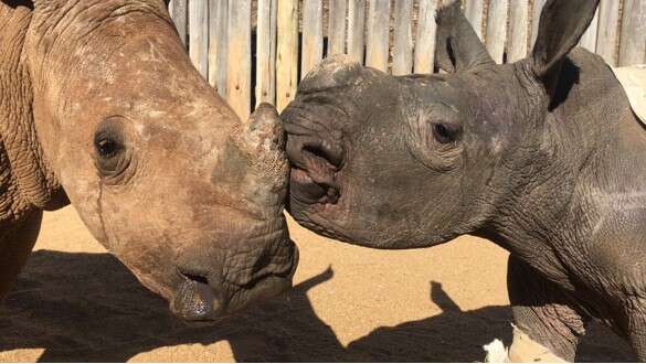 Orphaned rhinos kiss at sanctuary