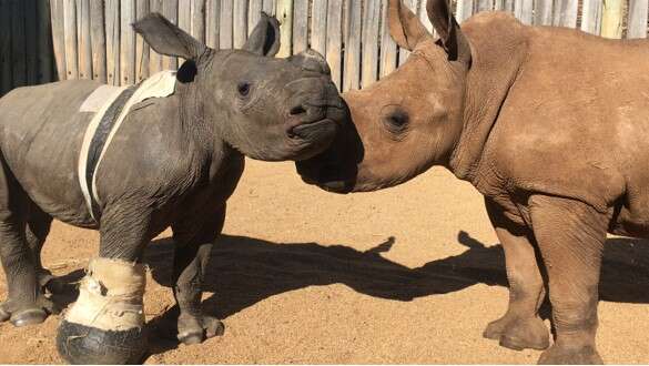 Orphaned rhinos meet at sanctuary