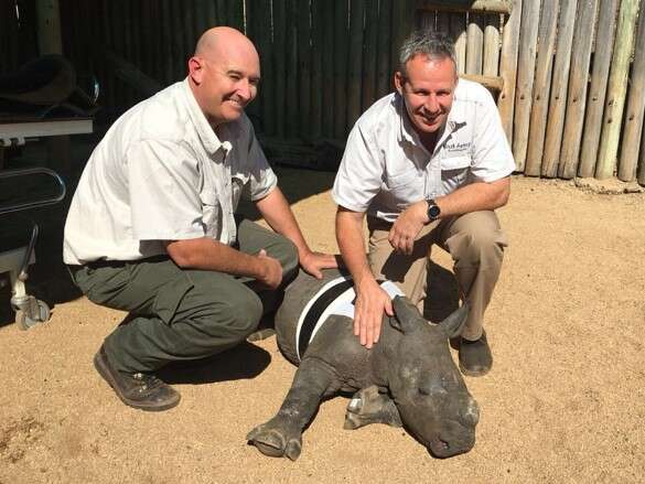 Baby rhino with rescuers