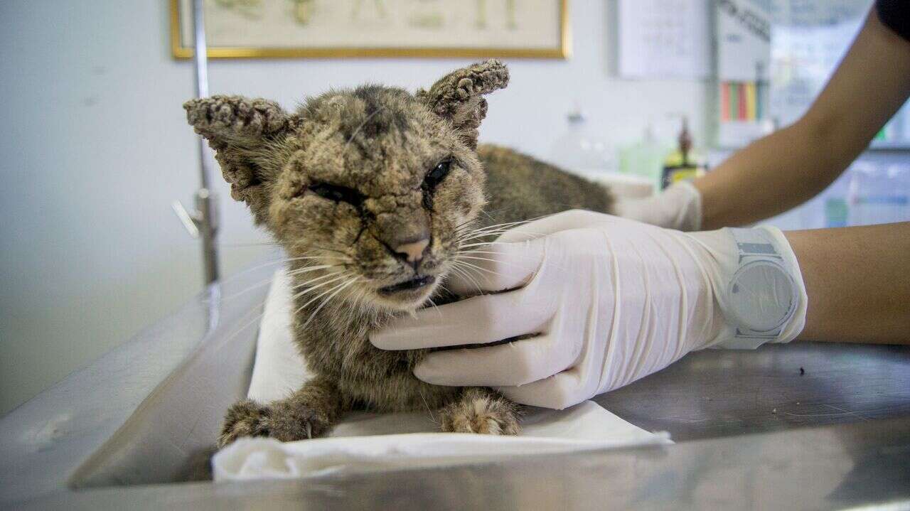Cat with bad skin condition