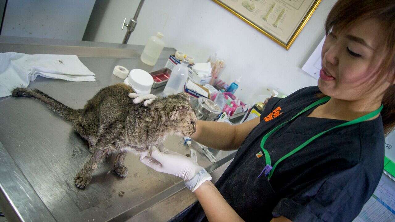 Vet helping sick cat